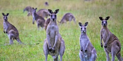 Kangaroo Portrait, by Alex Proimos from Sydney, Australia (CC/Wikimedia Commons)